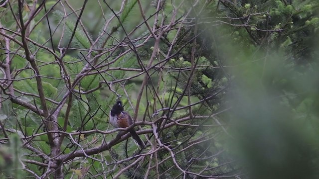 Spotted Towhee - ML353165561