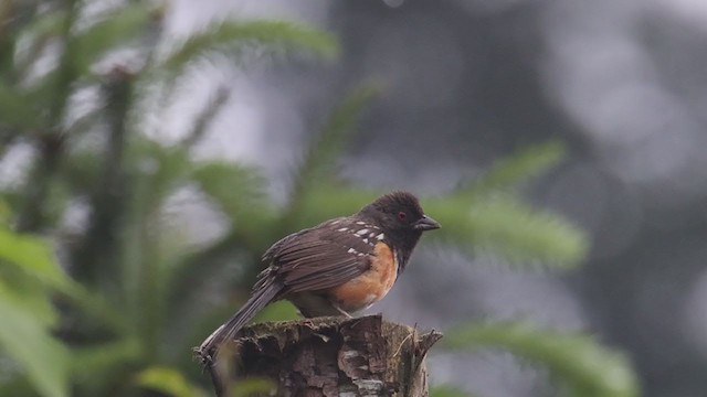 Spotted Towhee - ML353165591