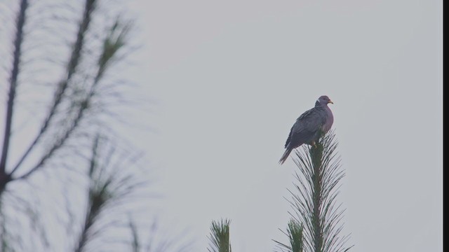 Band-tailed Pigeon - ML353166121