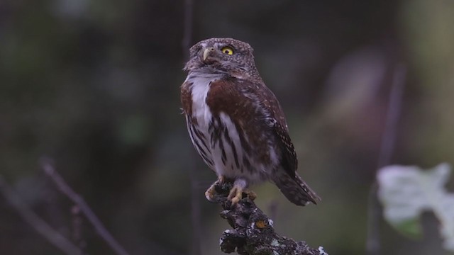 Northern Pygmy-Owl (Guatemalan) - ML353167851
