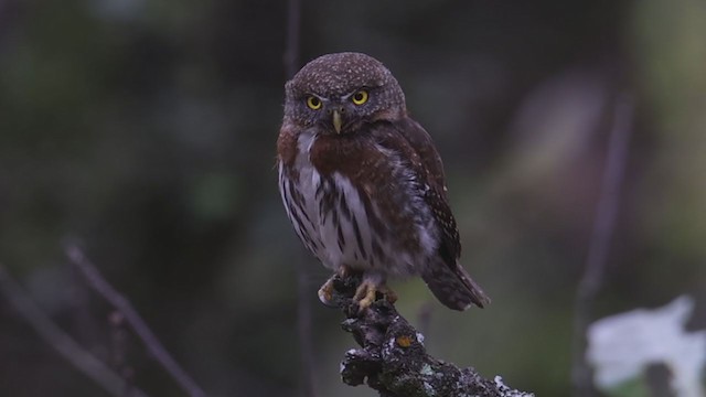 Northern Pygmy-Owl (Guatemalan) - ML353167931