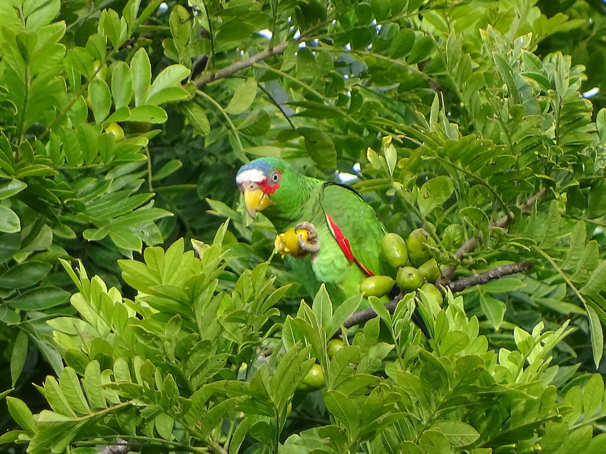 White-fronted Parrot - Alfonso Auerbach