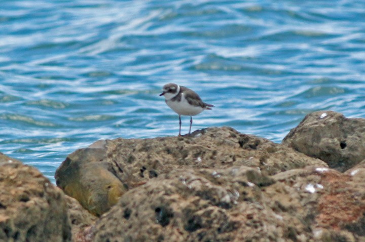 Semipalmated Plover - ML35317921
