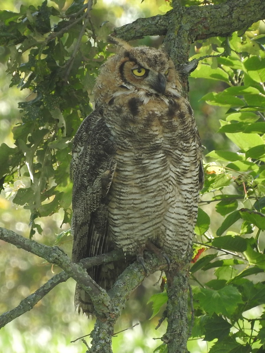 Great Horned Owl - Paul Suchanek
