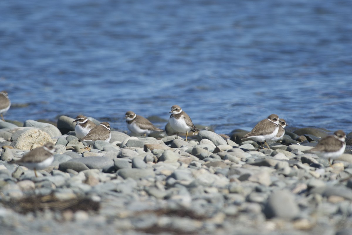 Semipalmated Plover - ML35318251