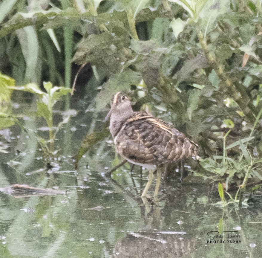 Greater Painted-Snipe - ML353185051