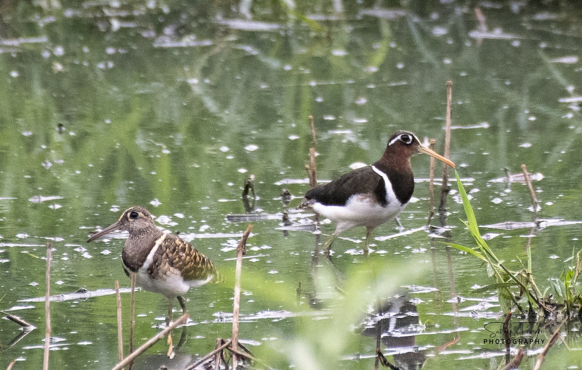Greater Painted-Snipe - ML353185091