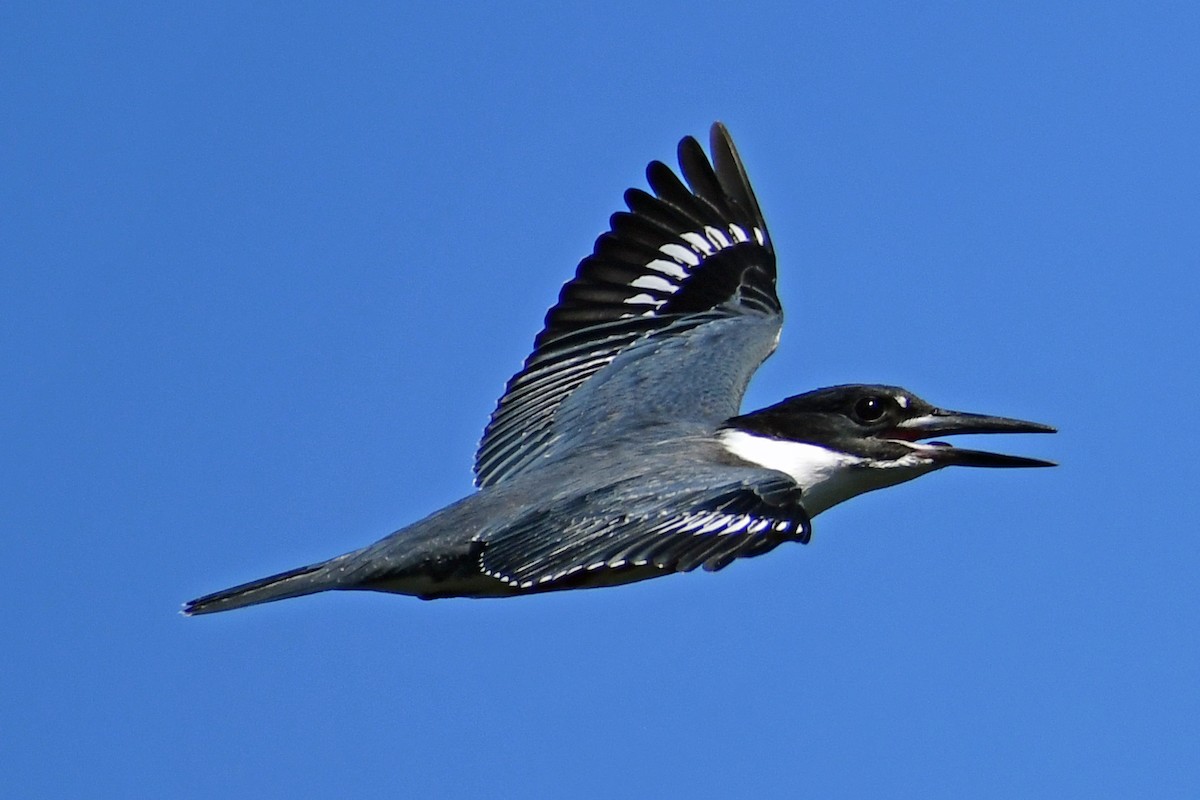 Belted Kingfisher - Steve Hawes