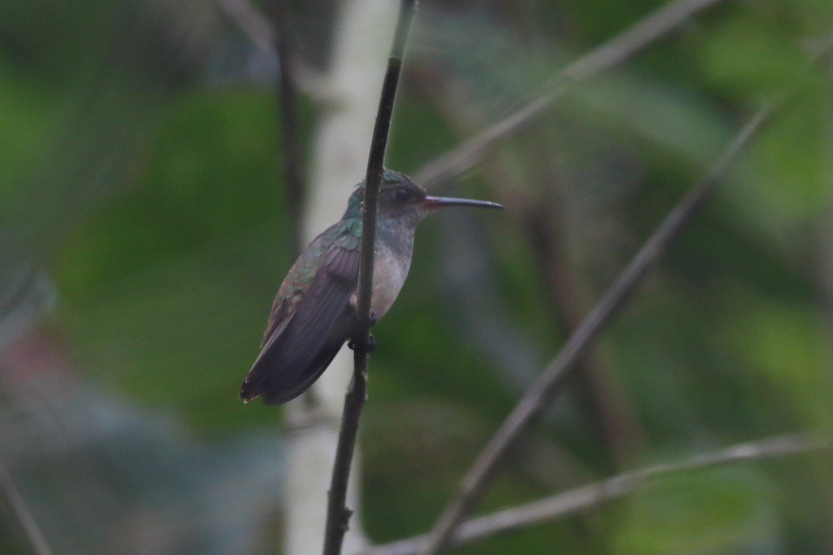 Blue-chested Hummingbird - ML353187481