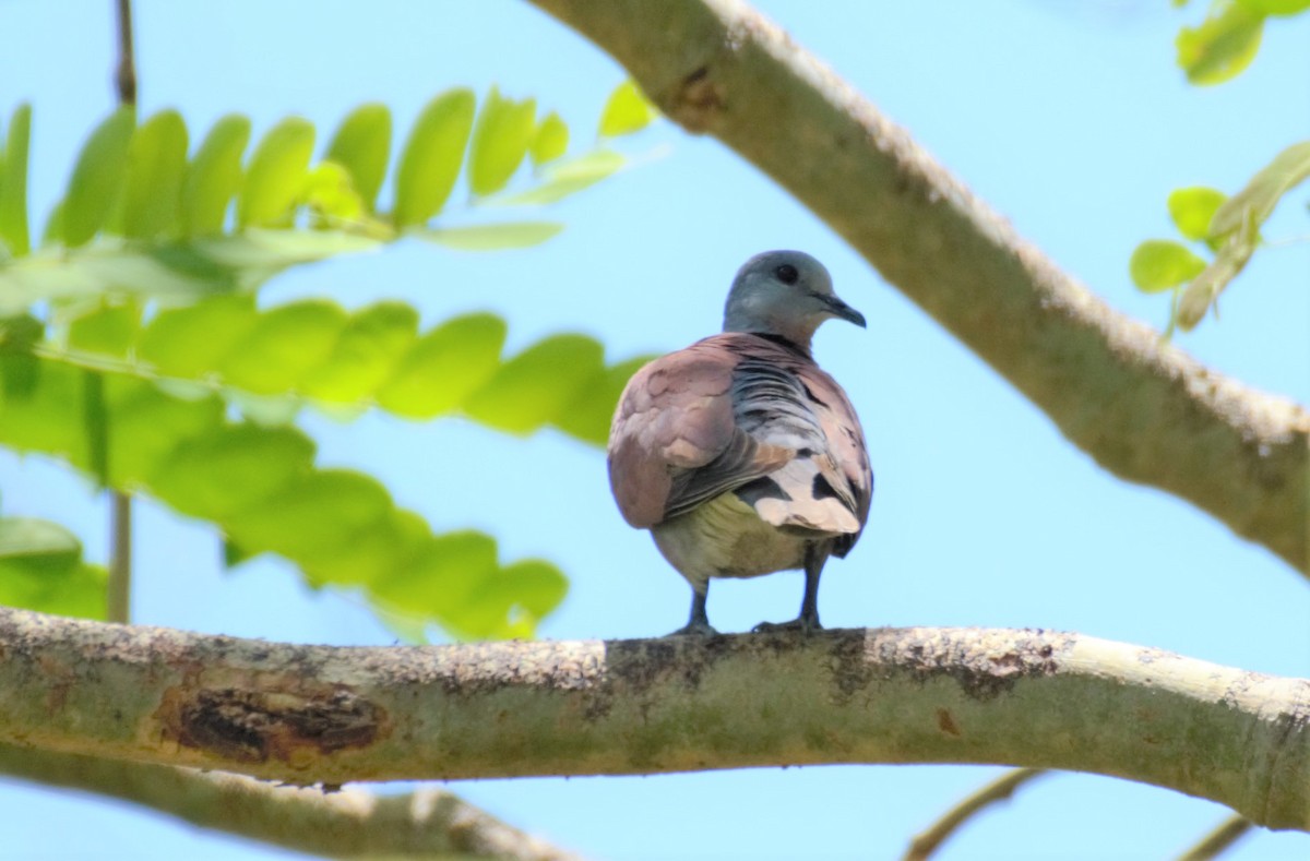 Red Collared-Dove - ML353188681