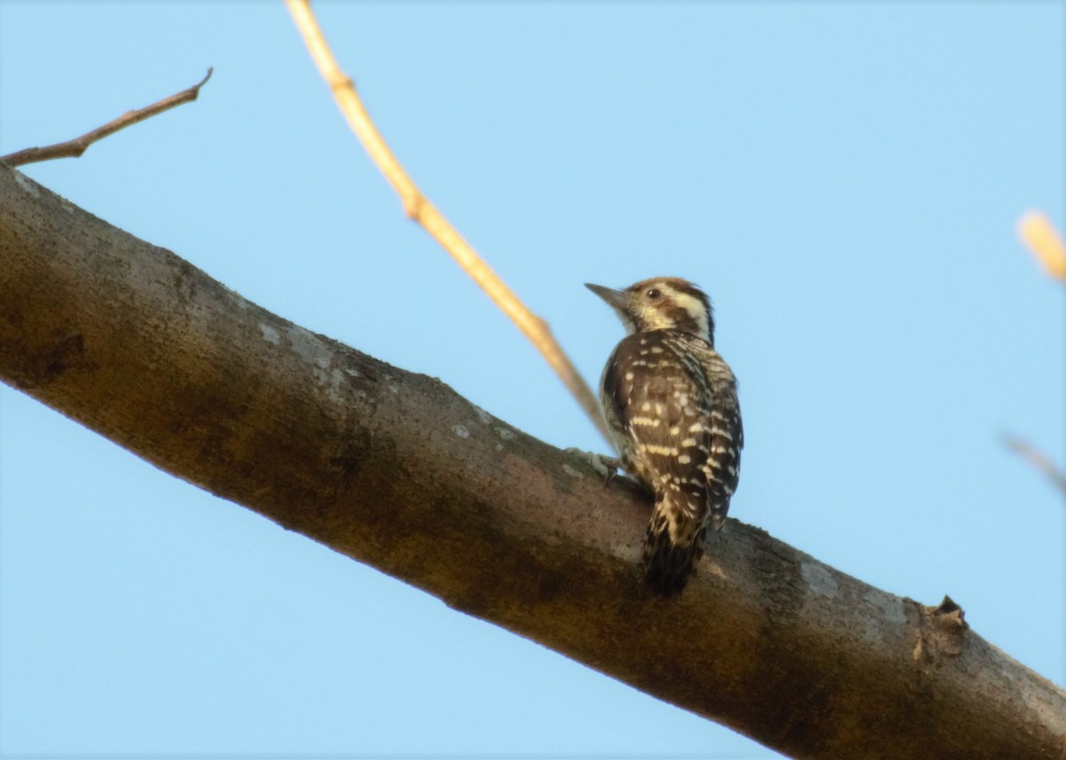 Philippine Pygmy Woodpecker - ML353189841