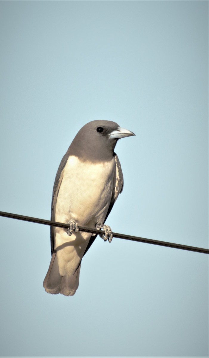 White-breasted Woodswallow - ML353190641