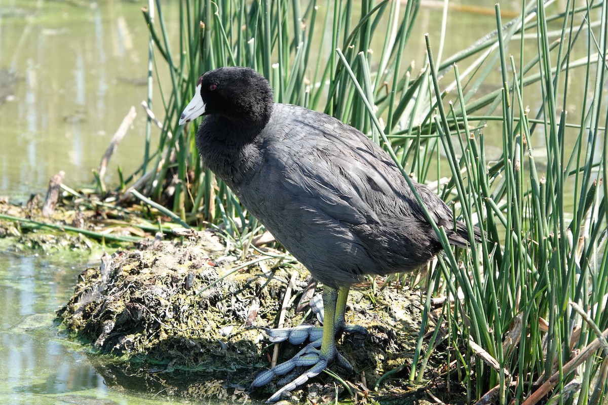 American Coot (Red-shielded) - ML353190731