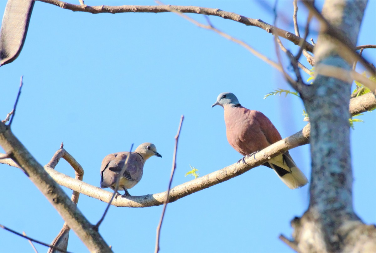 Red Collared-Dove - ML353190931