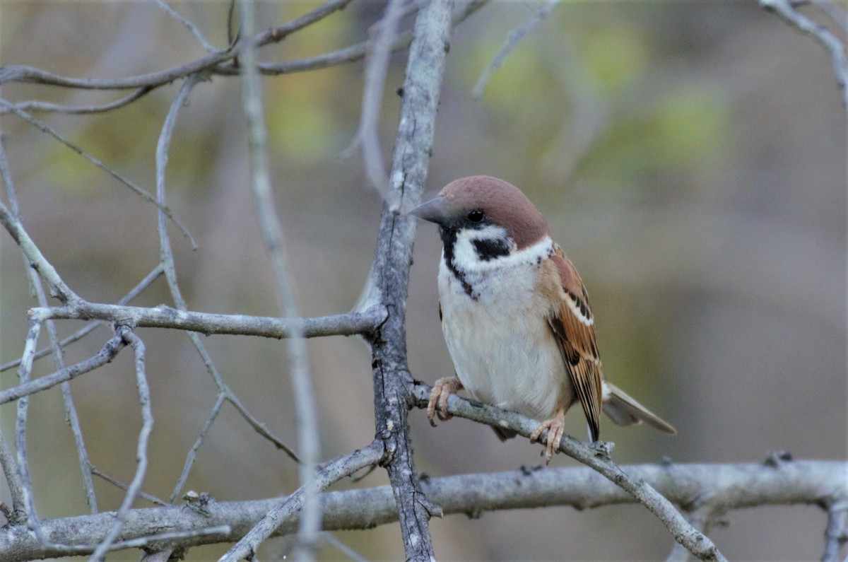 Eurasian Tree Sparrow - ML353191051
