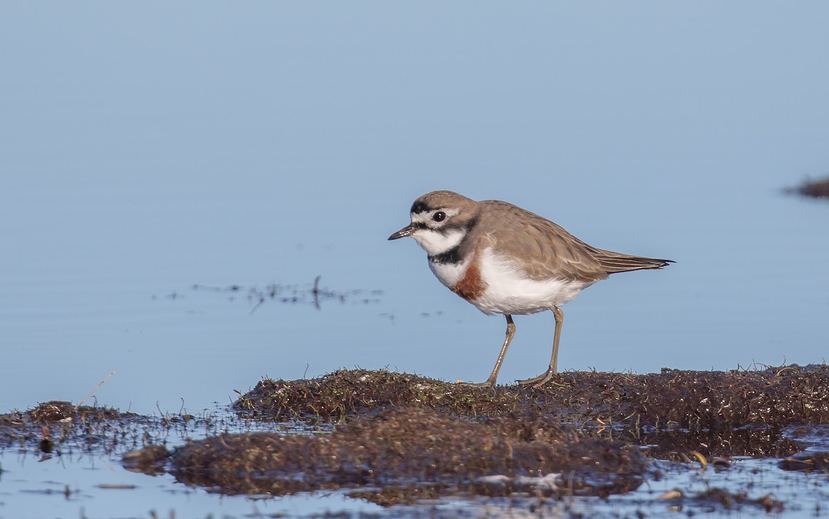 Double-banded Plover - ML353191971