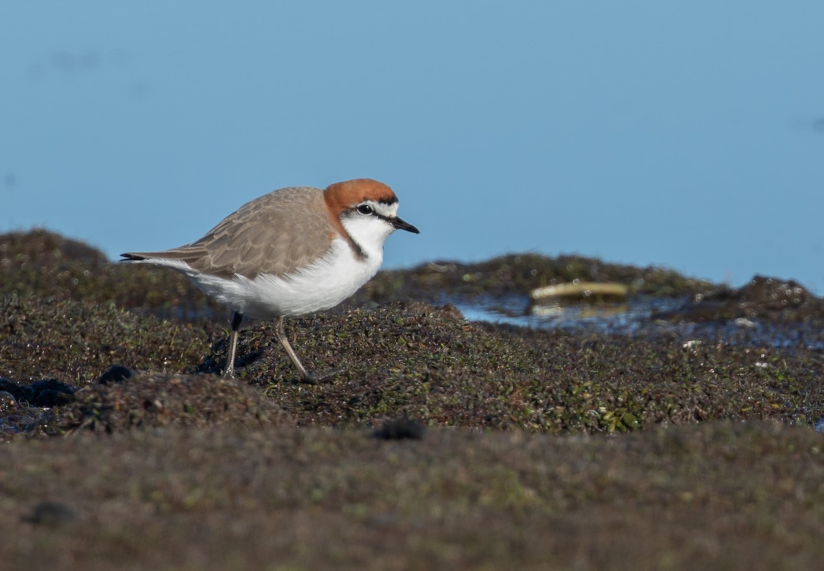Red-capped Plover - ML353191981