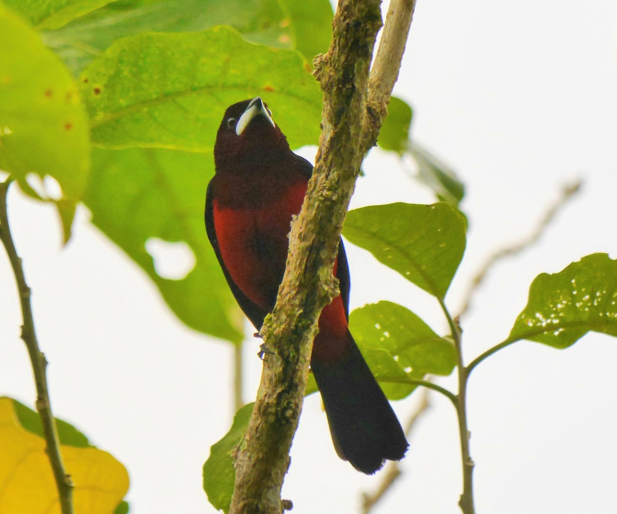 Black-bellied Tanager - ML353194331