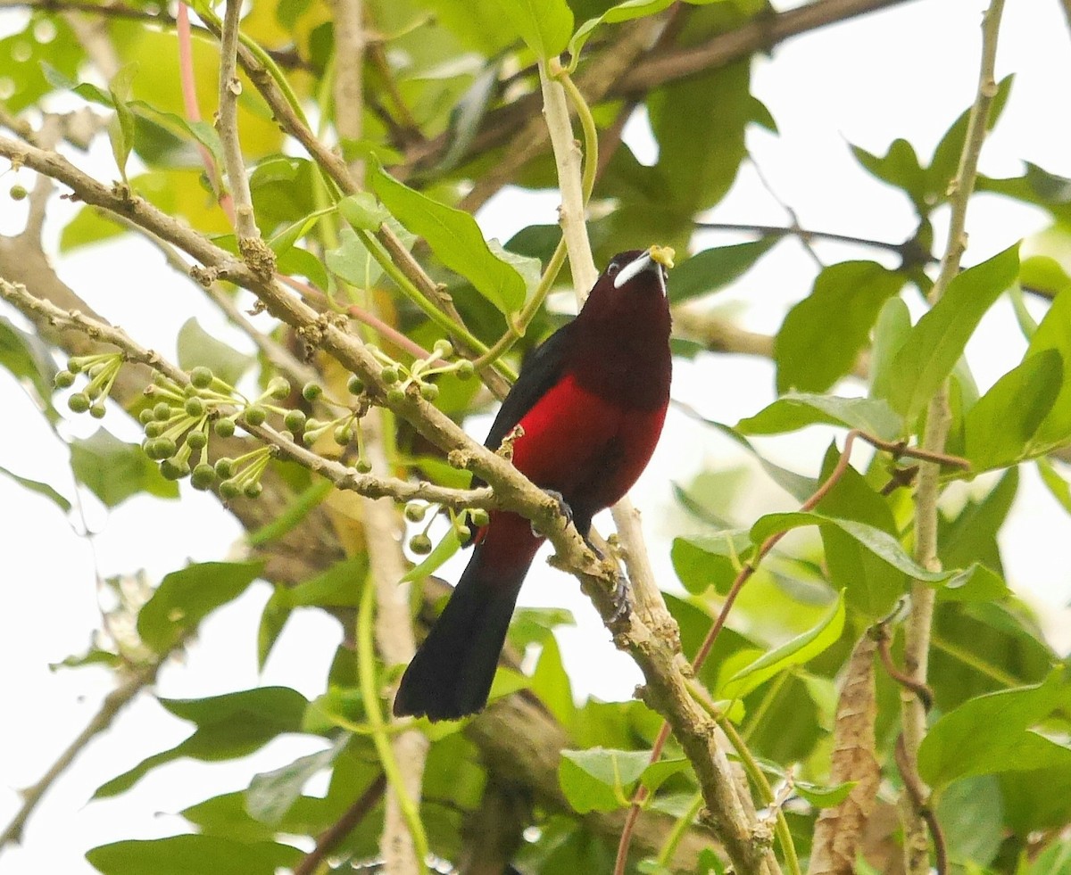 Black-bellied Tanager - ML353194341