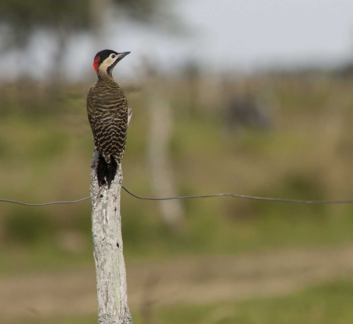 Green-barred Woodpecker - ML35320111