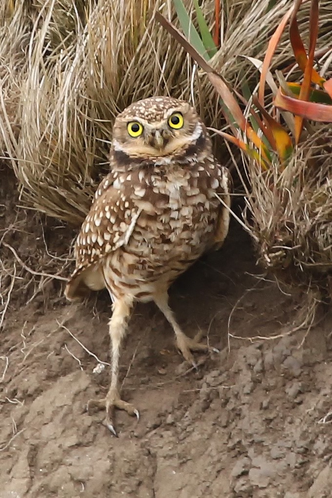 Burrowing Owl - Michael Hawk