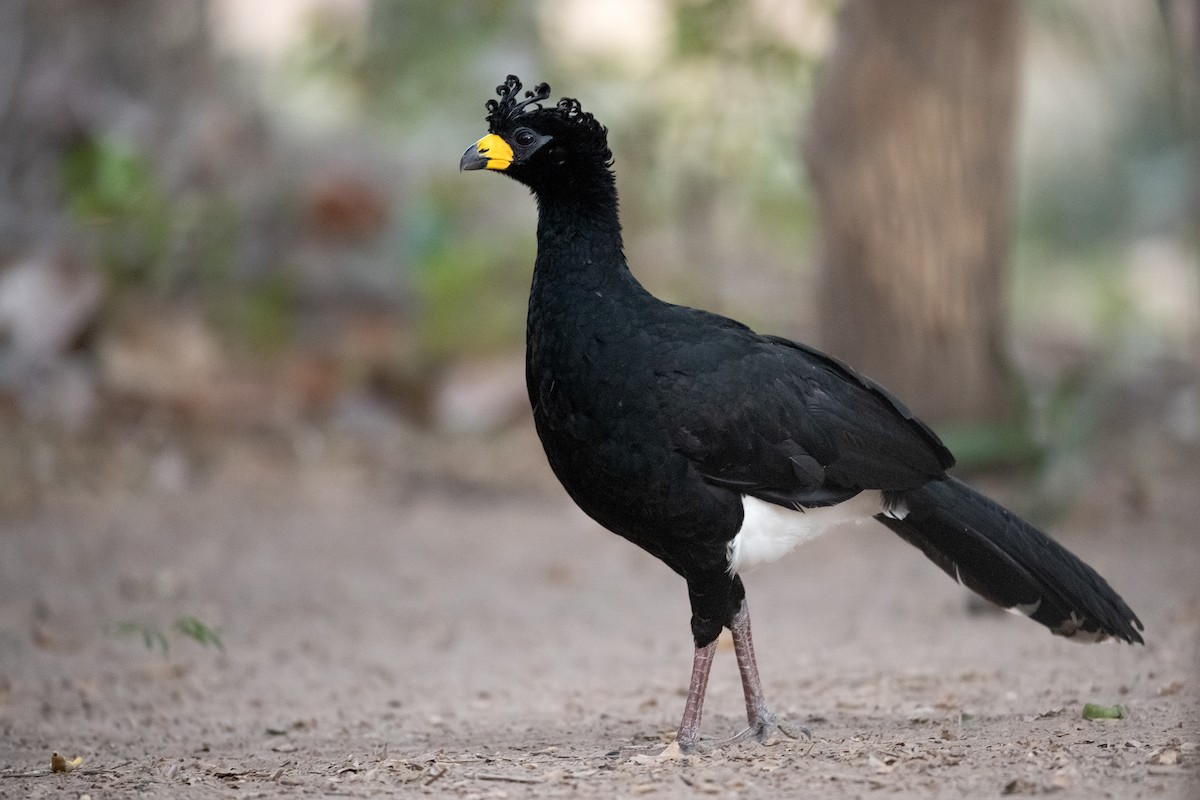 Bare-faced Curassow - ML353207561