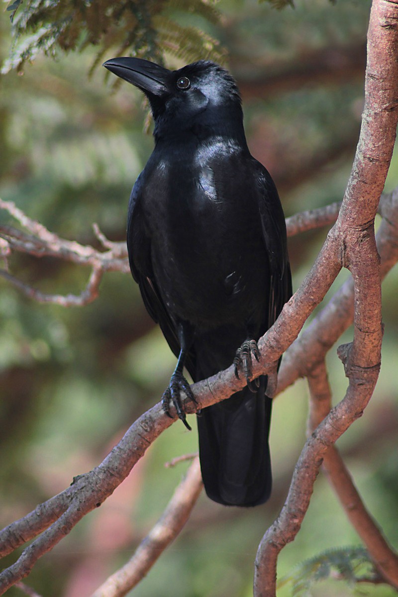 Large-billed Crow - ML353209661