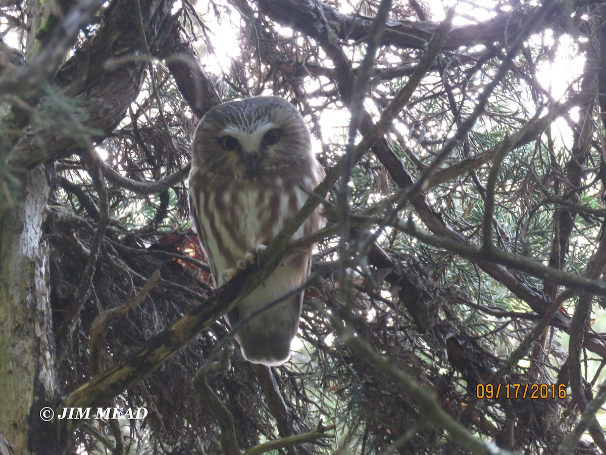Northern Saw-whet Owl - Jim Mead