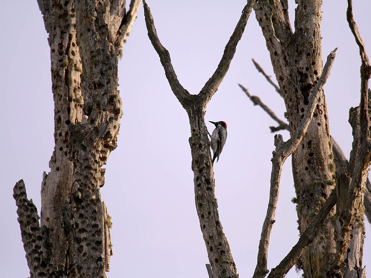 Acorn Woodpecker - ML35321071