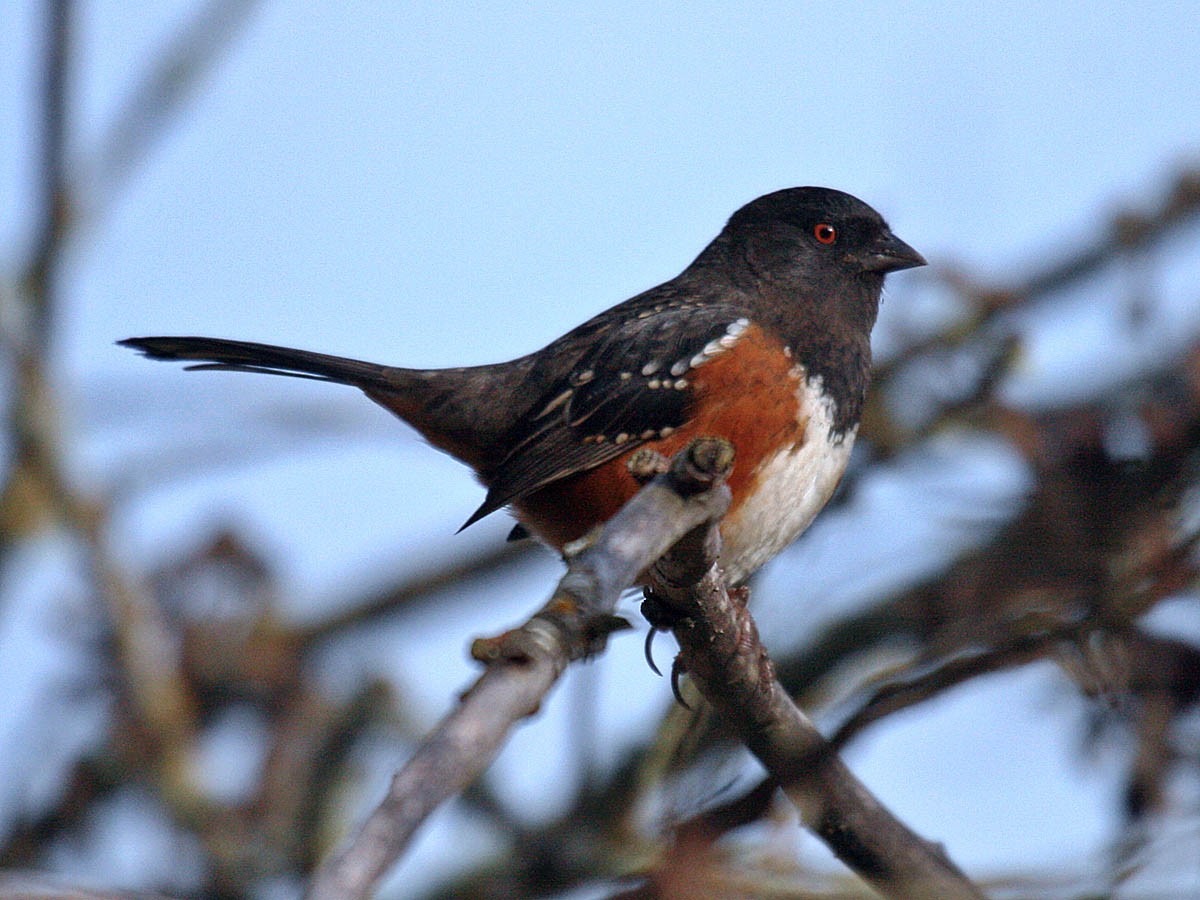 Spotted Towhee - ML35321151