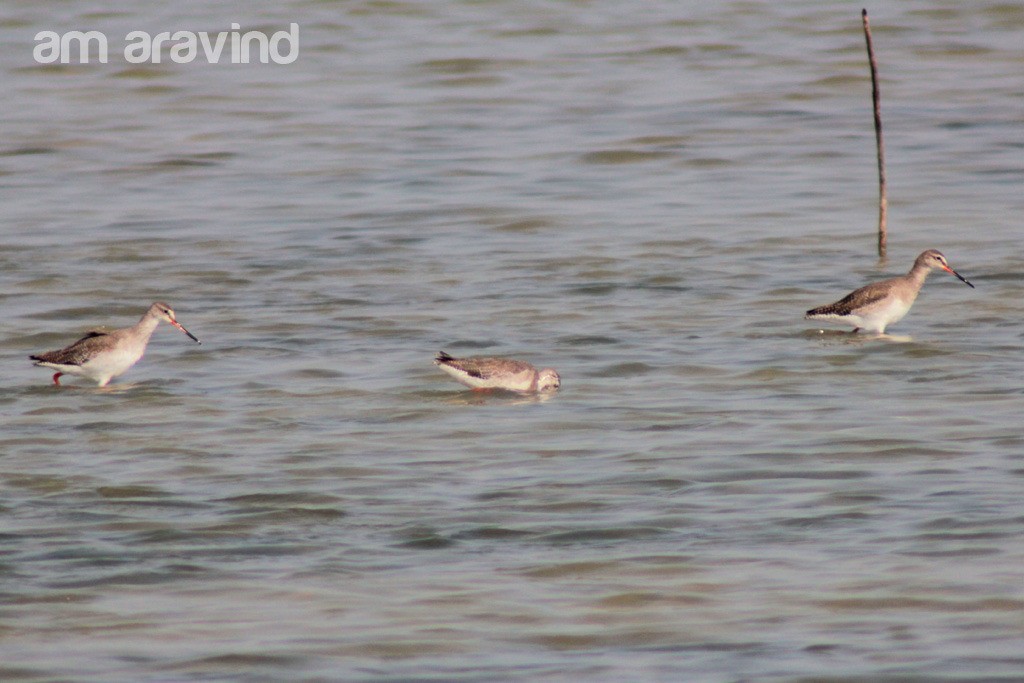 Spotted Redshank - ML353213361