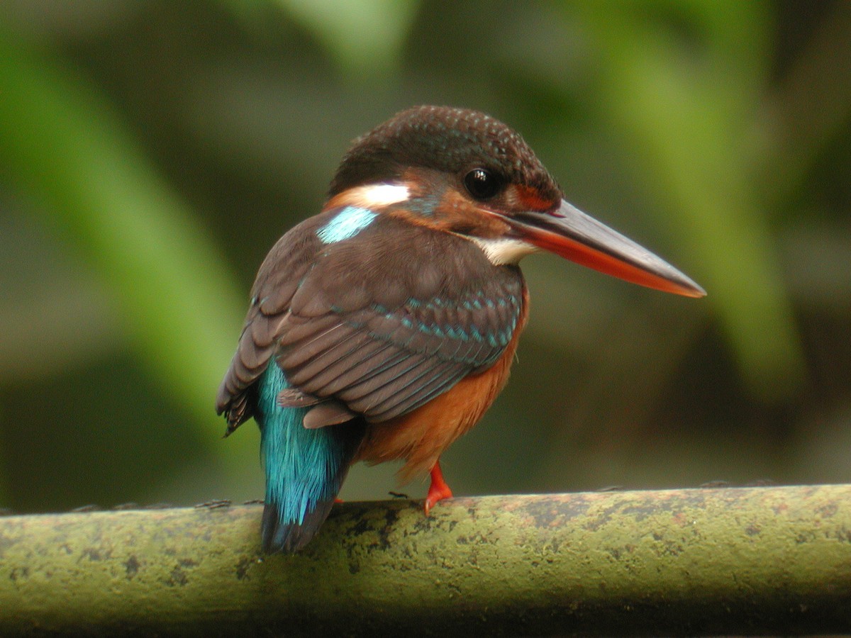 Malaysian Blue-banded Kingfisher - Neoh Hor Kee