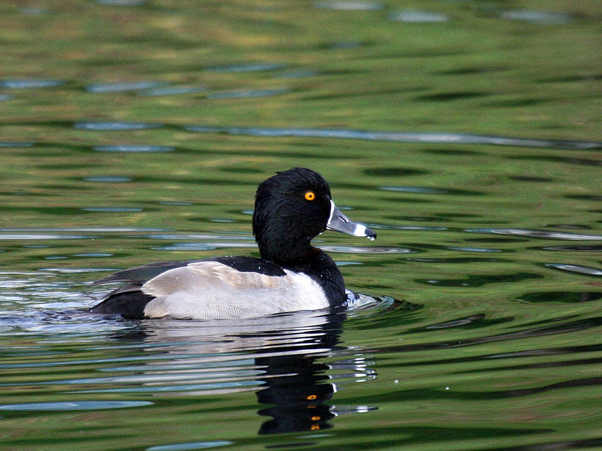 Ring-necked Duck - ML35321531