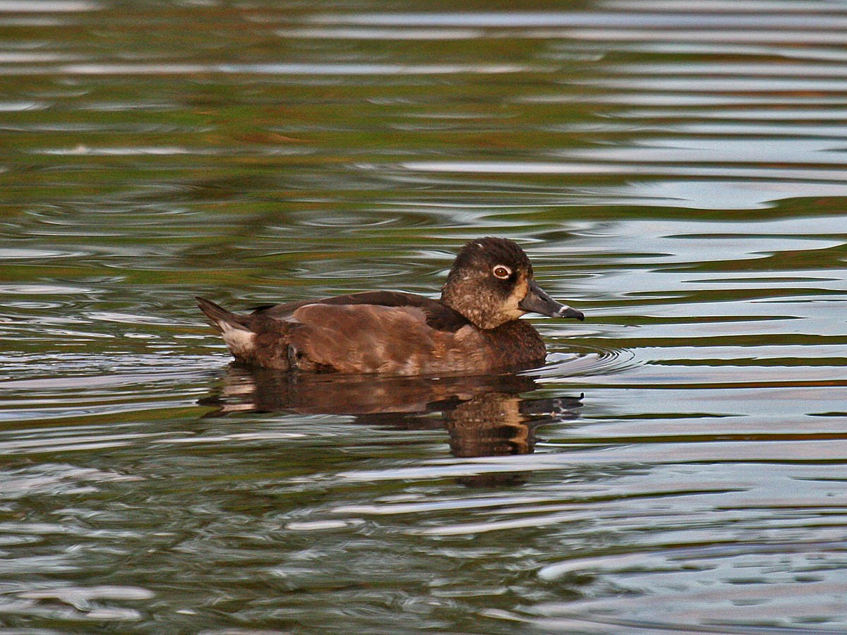 Ring-necked Duck - ML35321541