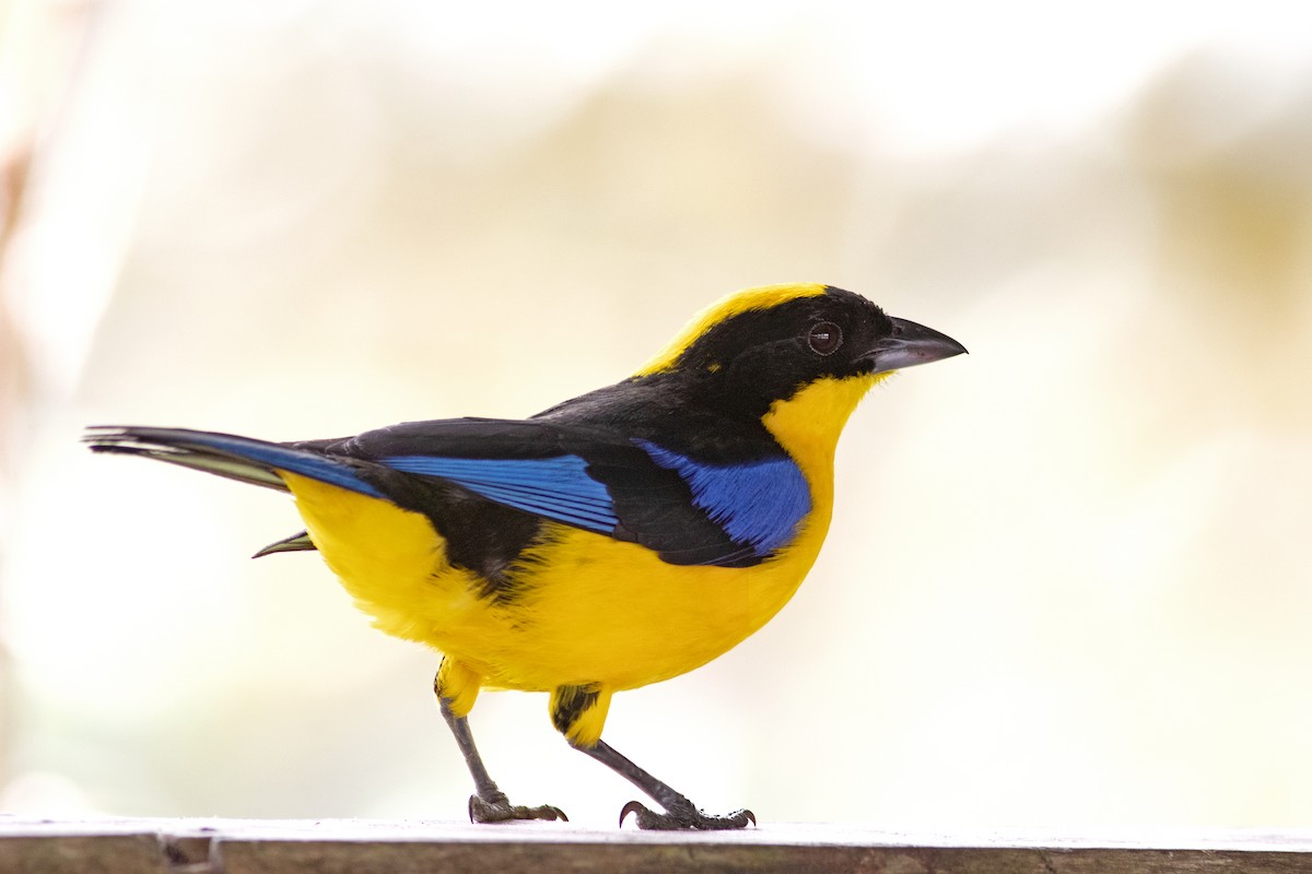 Blue-winged Mountain Tanager - ML353216281