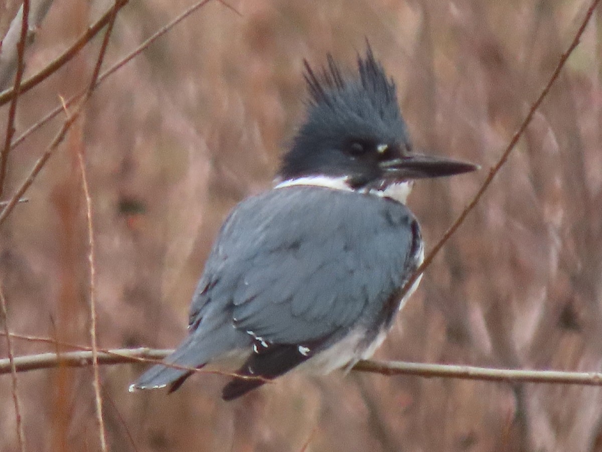 Belted Kingfisher - ML353219061