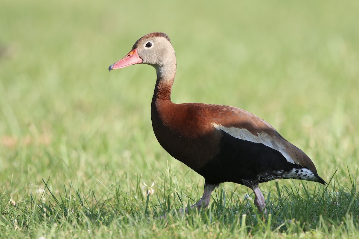 Black-bellied Whistling-Duck - Andy Wilson