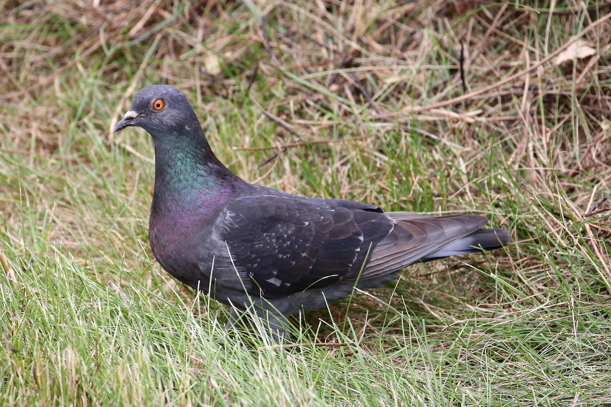 Rock Pigeon (Feral Pigeon) - ML353221541