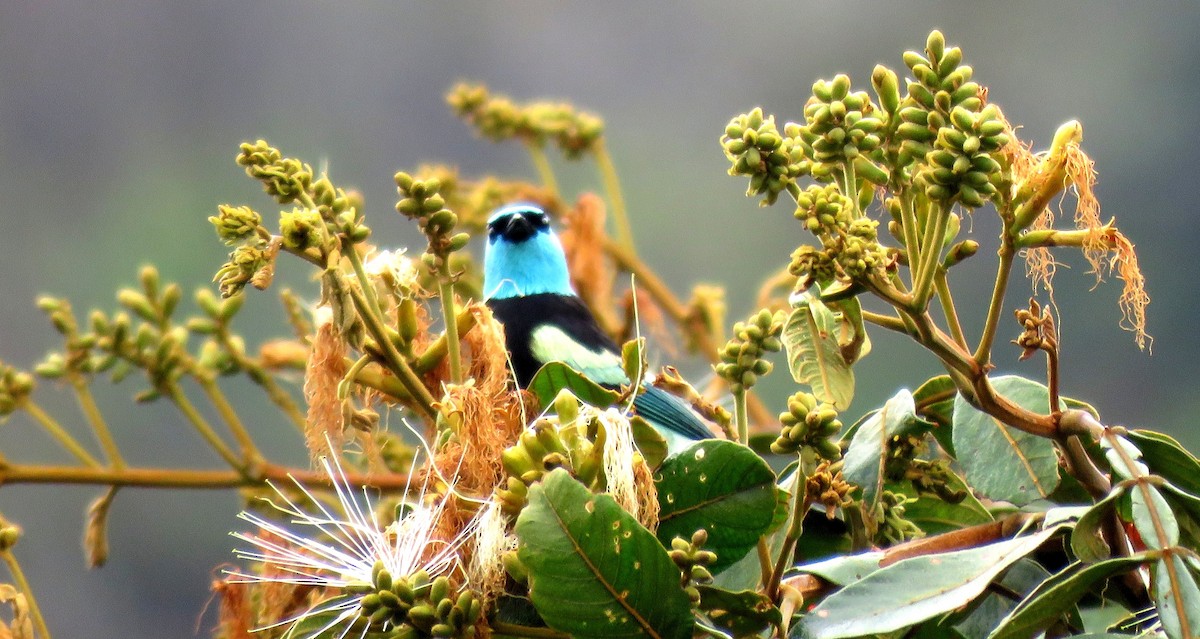 Blue-necked Tanager - ML35322511