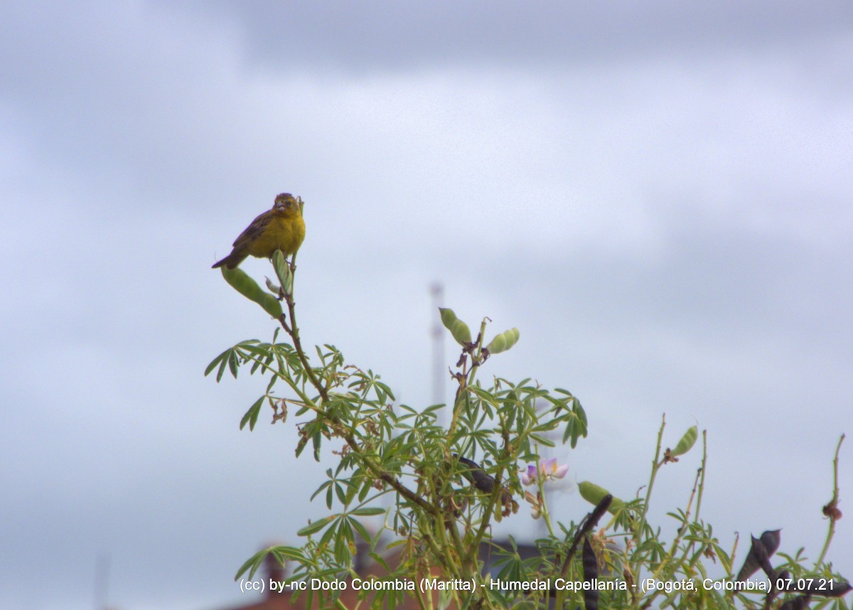Grassland Yellow-Finch (Montane) - ML353225621