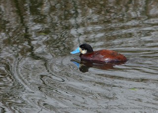 Andean Duck (andina), ML353227551