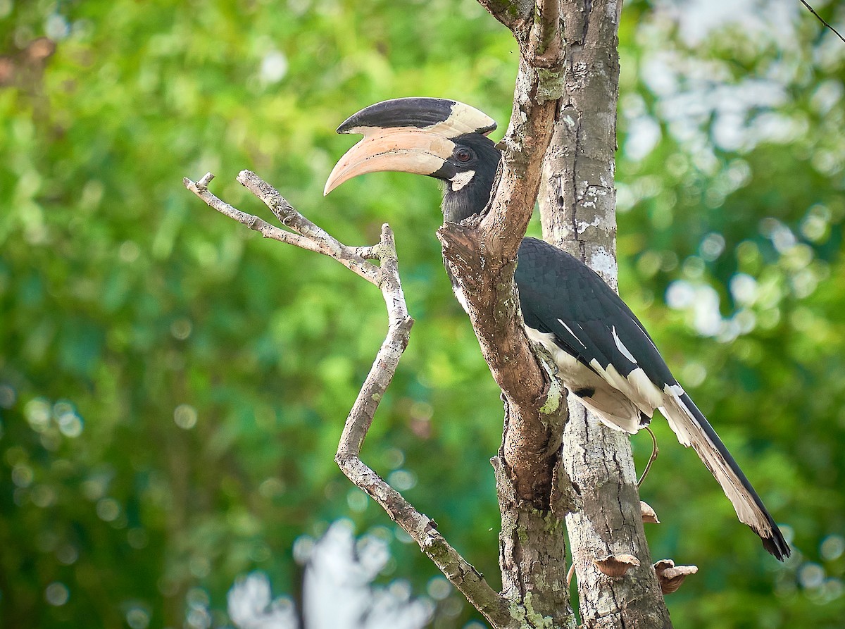 Malabar Pied-Hornbill - Raghavendra  Pai