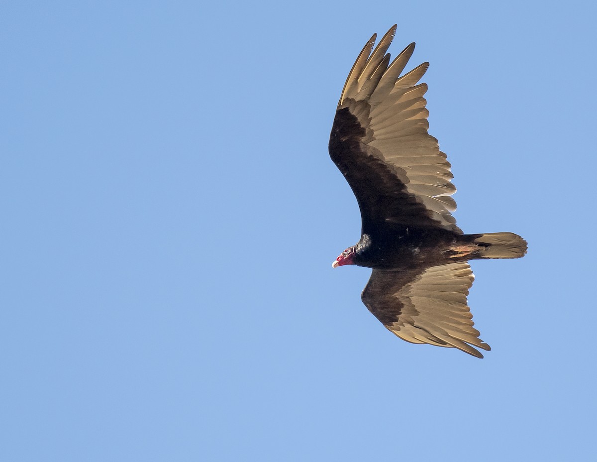 Turkey Vulture - Francis Morgan