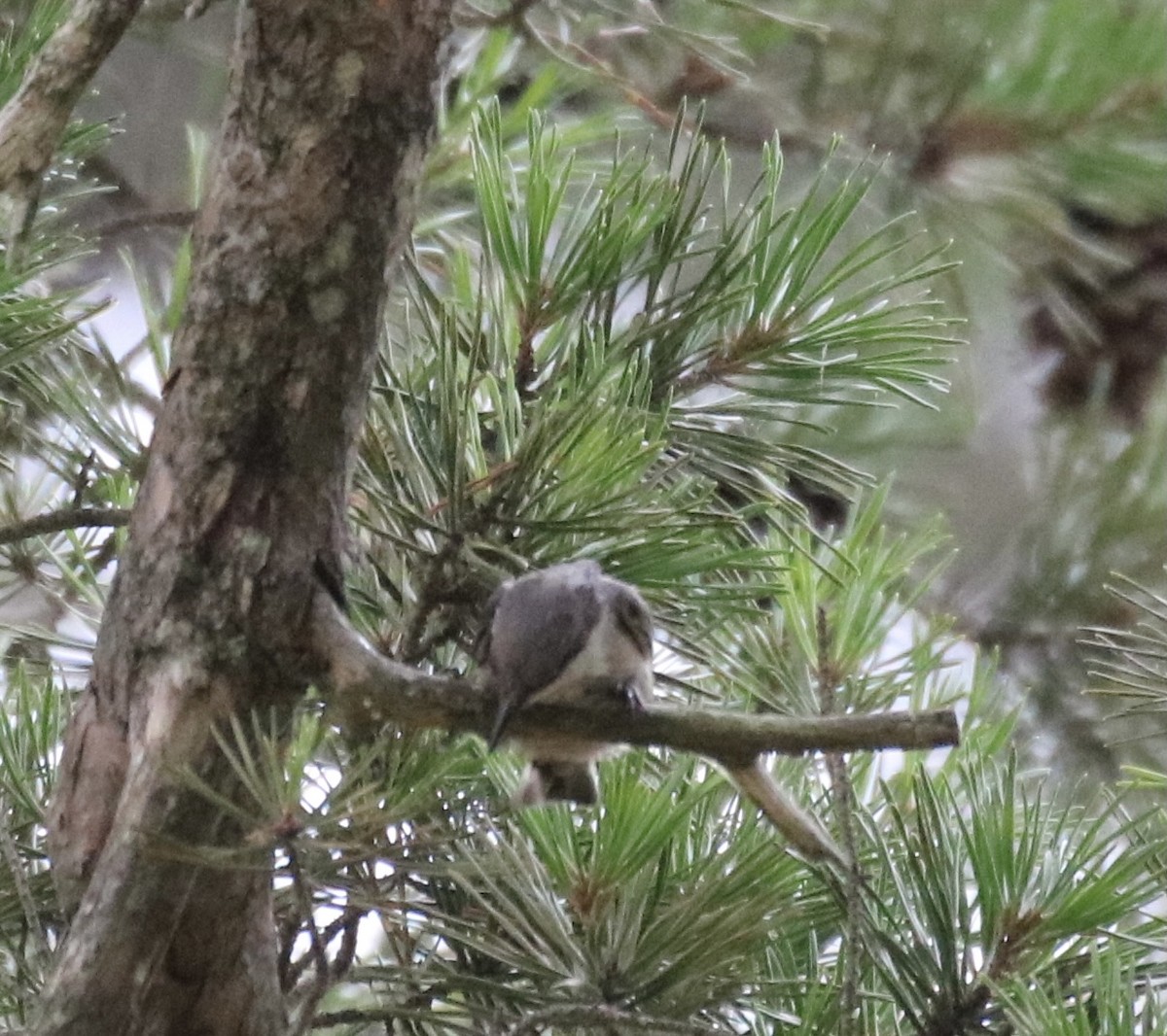 Brown-headed Nuthatch - ML353237431