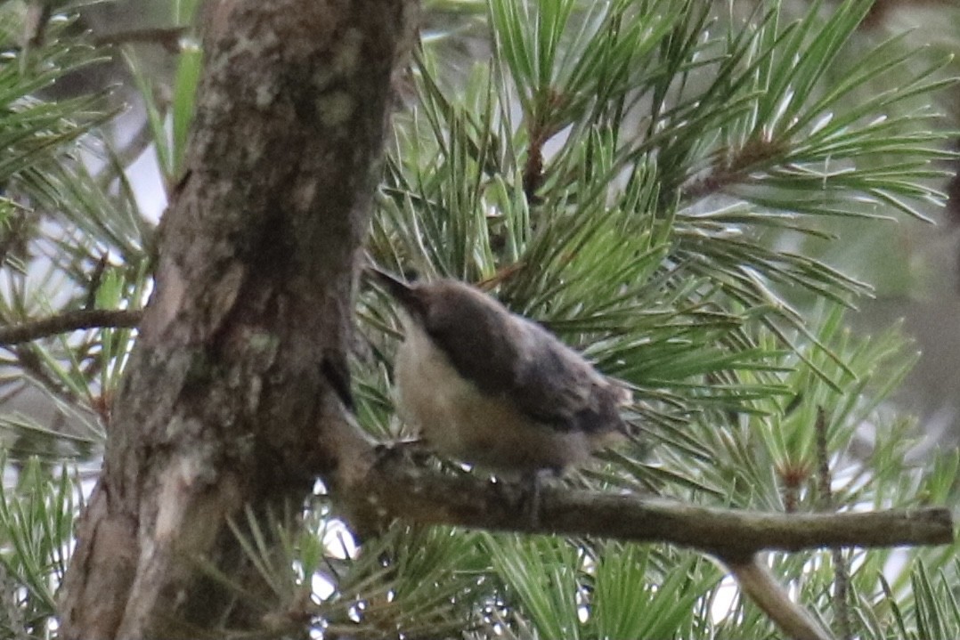Brown-headed Nuthatch - ML353237521