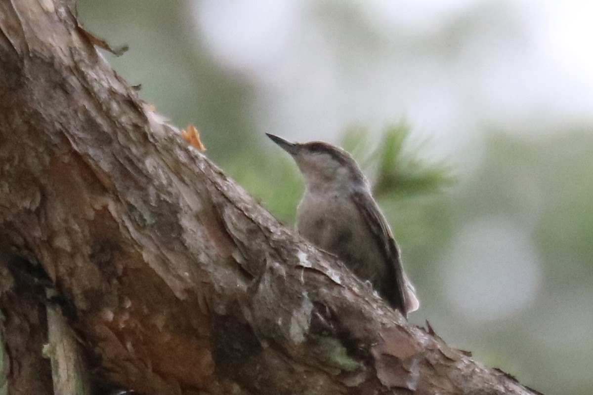 Brown-headed Nuthatch - ML353237621