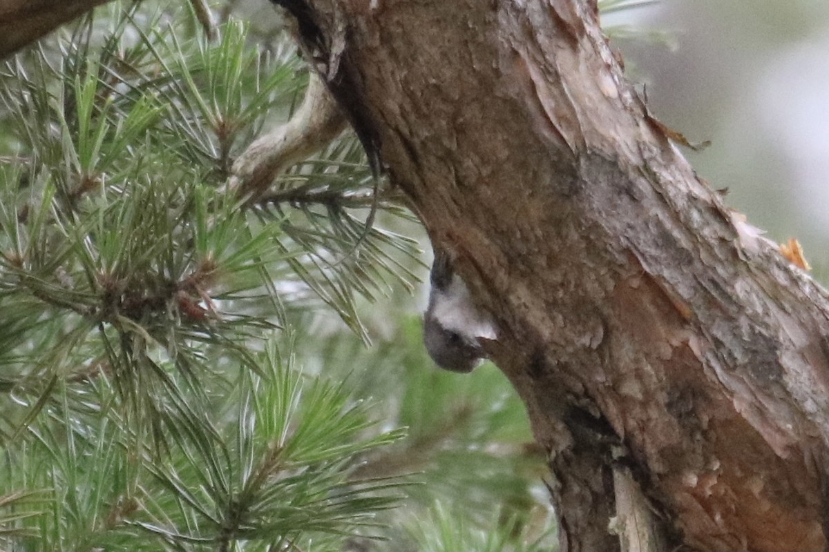 Brown-headed Nuthatch - ML353237711