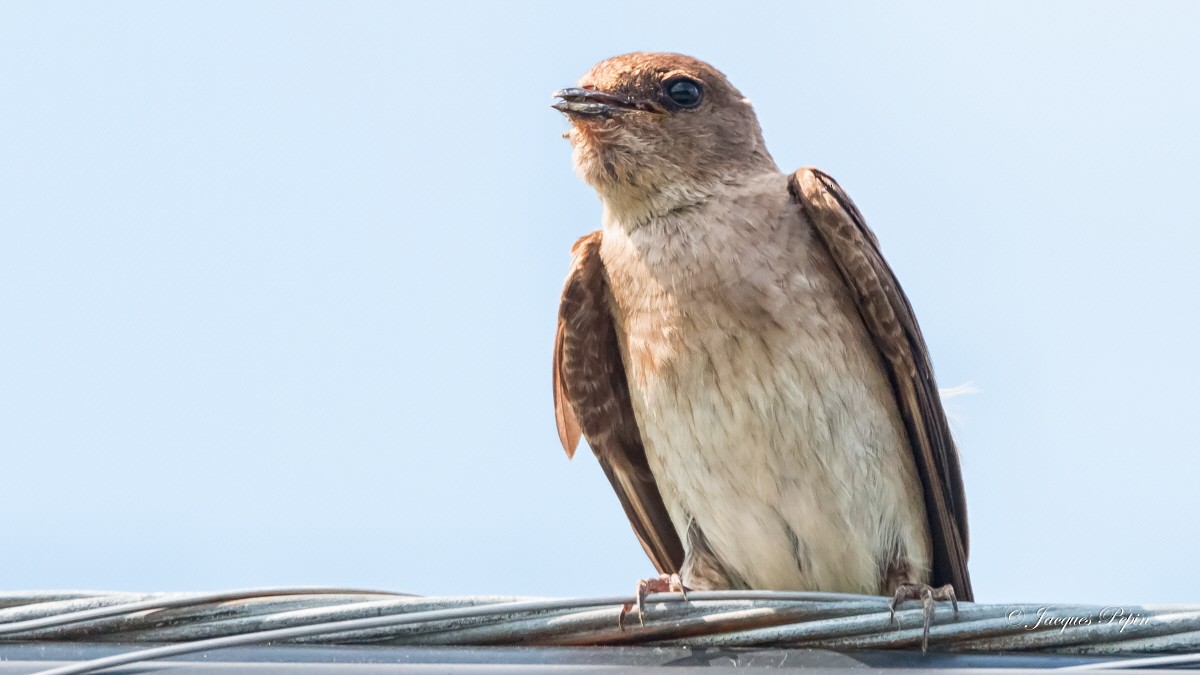 Northern Rough-winged Swallow - Jacques  Pepin
