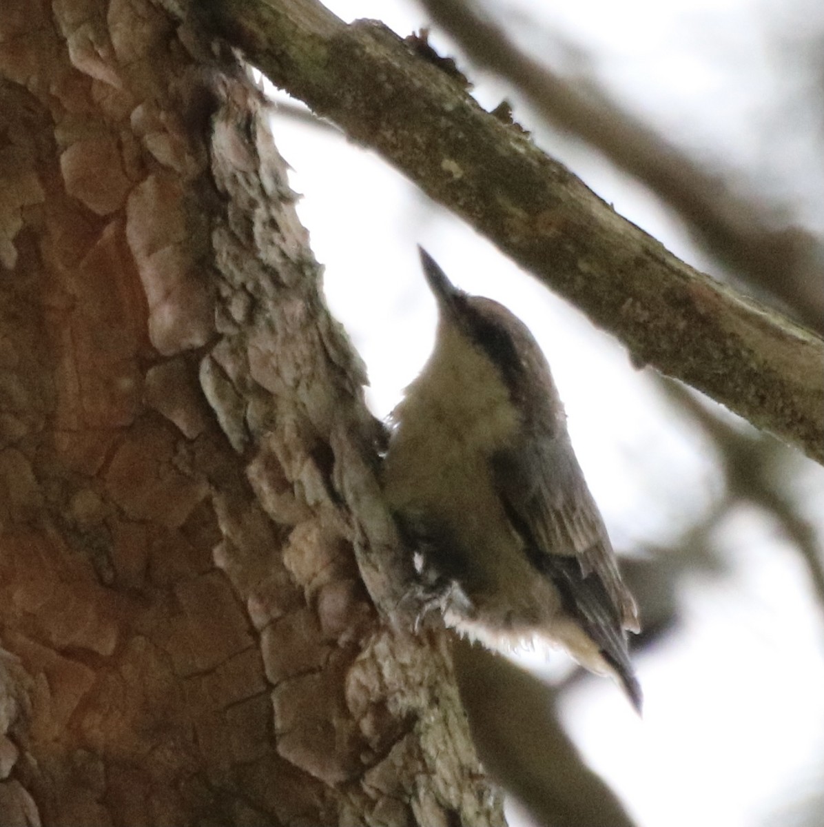 Brown-headed Nuthatch - ML353238851