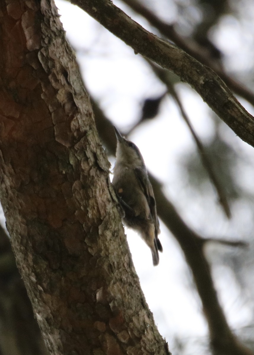 Brown-headed Nuthatch - ML353238921